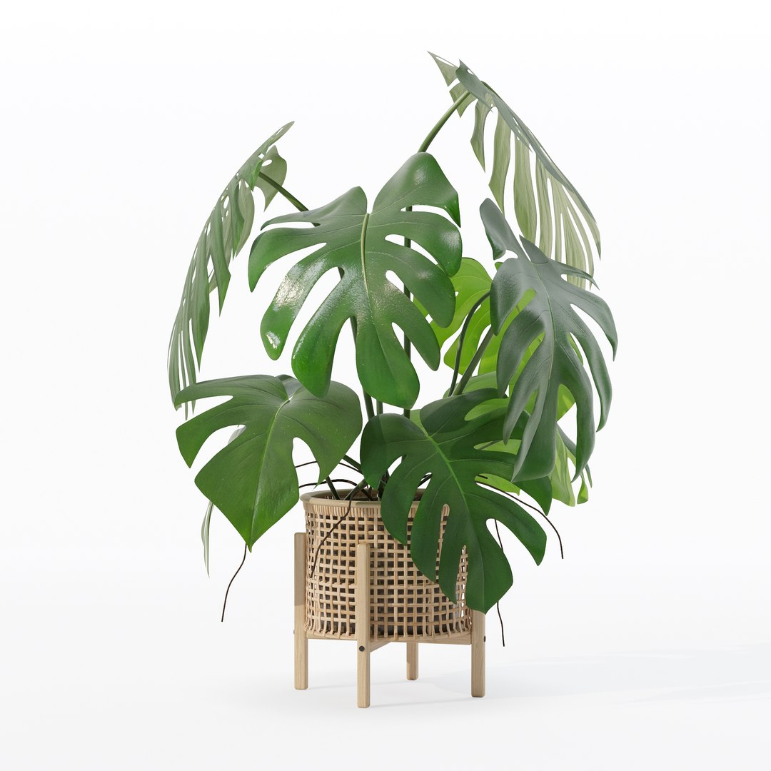 3D Monstera in rattan flower pot https://p.turbosquid.com/ts-thumb/yS/Vgvkdi/1h/80003/jpg/1707237045/1920x1080/fit_q87/08067f68aefc614b51014e1baf36a4b8d7fad119/80003.jpg