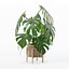籐植木鉢のモンステラ