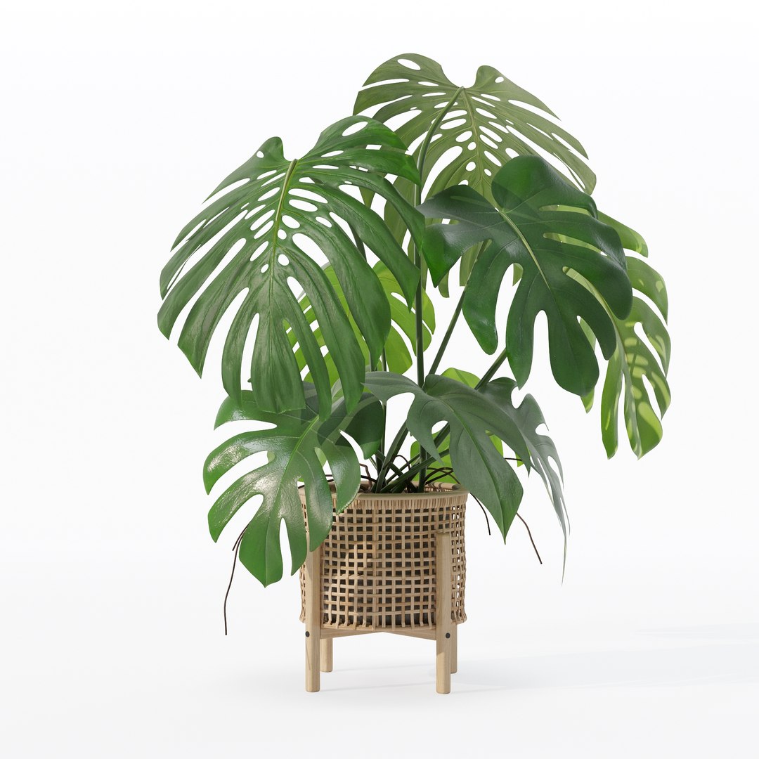 3D Monstera in rattan flower pot https://p.turbosquid.com/ts-thumb/yS/Vgvkdi/3N/80019/jpg/1707237062/1920x1080/fit_q87/c487843f4ad9c59ab60eded2de728eeb0f3f024a/80019.jpg