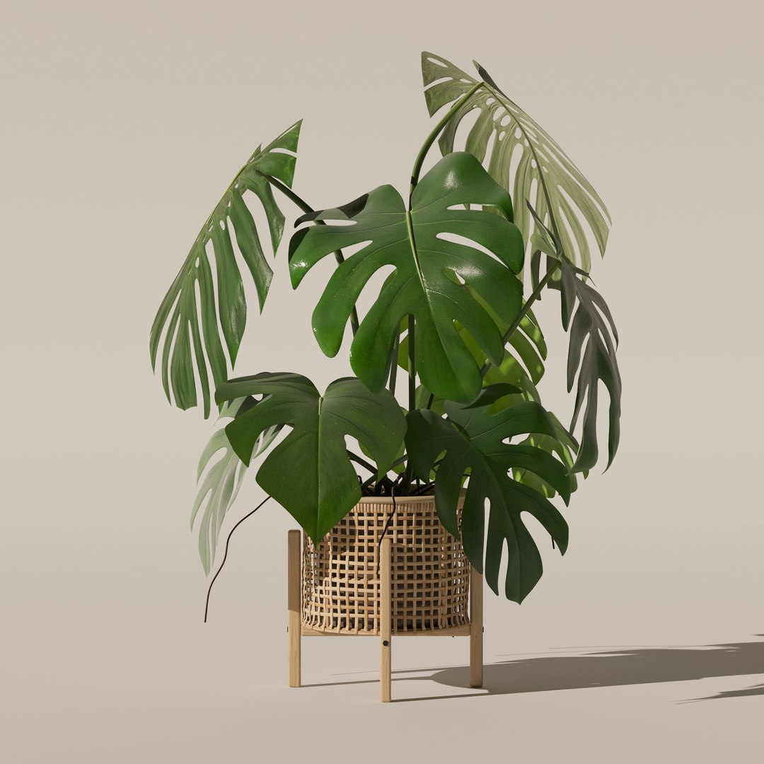 3D Monstera in rattan flower pot https://p.turbosquid.com/ts-thumb/yS/Vgvkdi/5R/1/jpg/1707237015/1920x1080/fit_q87/67bd94fb22da12b29b3a66bf5ec4de5d8d0fb2af/1.jpg