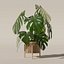 籐植木鉢のモンステラ