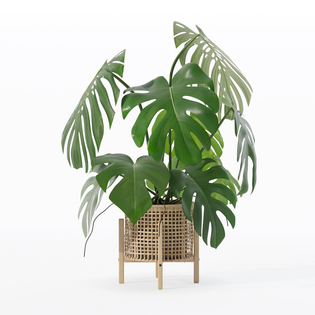 3D Monstera in rattan flower pot https://p.turbosquid.com/ts-thumb/yS/Vgvkdi/7C/80023/jpg/1707237066/1920x1080/fit_q87/3b676351383a7ed31c691d15783cb552b39badf8/80023.jpg