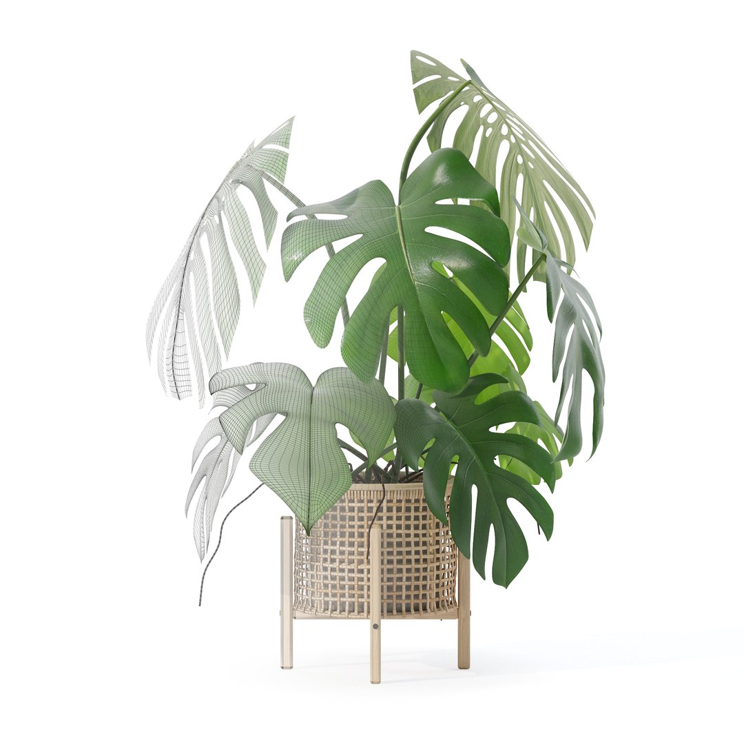 3D Monstera in rattan flower pot https://p.turbosquid.com/ts-thumb/yS/Vgvkdi/7a/6/jpg/1707237019/1920x1080/fit_q87/b4ca0415e671e9518bc5c02af6c2813258d564a1/6.jpg