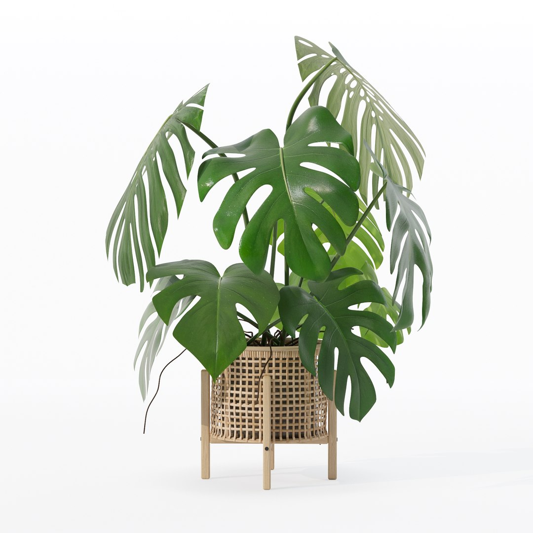 3D Monstera in rattan flower pot https://p.turbosquid.com/ts-thumb/yS/Vgvkdi/95/80001/jpg/1707237043/1920x1080/fit_q87/3222485000e7aab146221e40d6cc31a3b1db7bf2/80001.jpg