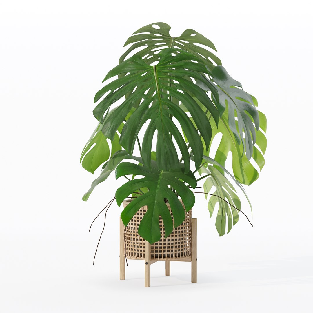 3D Monstera in rattan flower pot https://p.turbosquid.com/ts-thumb/yS/Vgvkdi/9L/80017/jpg/1707237060/1920x1080/fit_q87/69cf654becf8aa000290a7cc95c364ef2b08cfc2/80017.jpg