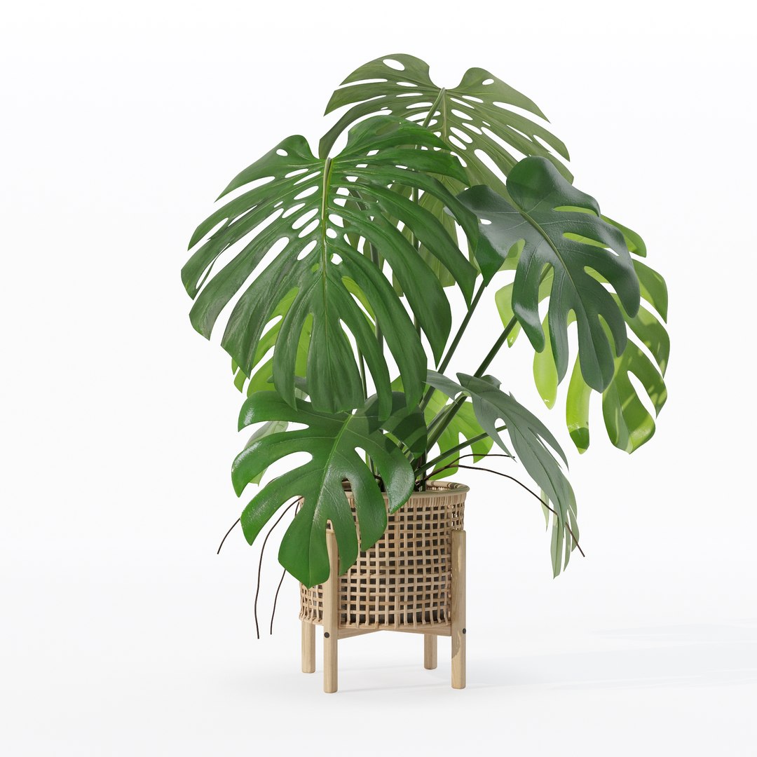 3D Monstera in rattan flower pot https://p.turbosquid.com/ts-thumb/yS/Vgvkdi/Hg/80018/jpg/1707237066/1920x1080/fit_q87/009696d6da39822ccf4e8b014d3890d7f4cdb481/80018.jpg