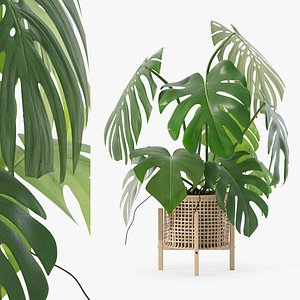 3D Monstera in rattan flower pot