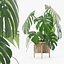 籐植木鉢のモンステラ