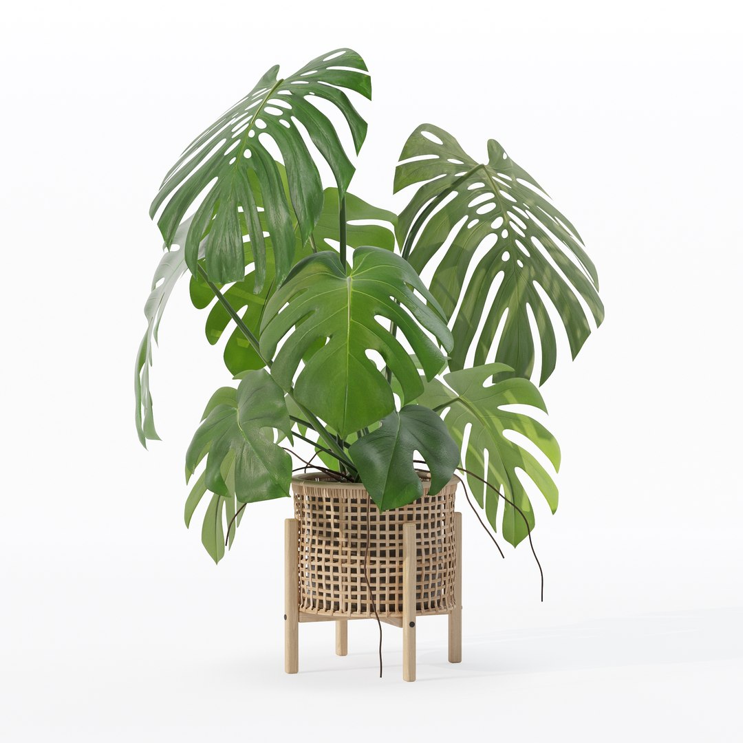 3D Monstera in rattan flower pot https://p.turbosquid.com/ts-thumb/yS/Vgvkdi/Ki/80011/jpg/1707237054/1920x1080/fit_q87/faece8039ec4a2b93a2943e52e71d2a2e082f78c/80011.jpg