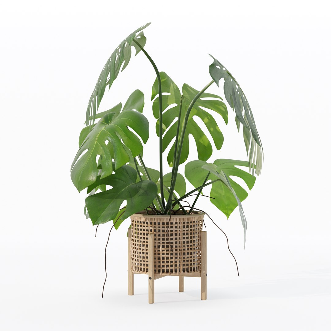 3D Monstera in rattan flower pot https://p.turbosquid.com/ts-thumb/yS/Vgvkdi/MC/80013/jpg/1707237055/1920x1080/fit_q87/385908407c918eca0ce2425daab1b3bca56102a7/80013.jpg