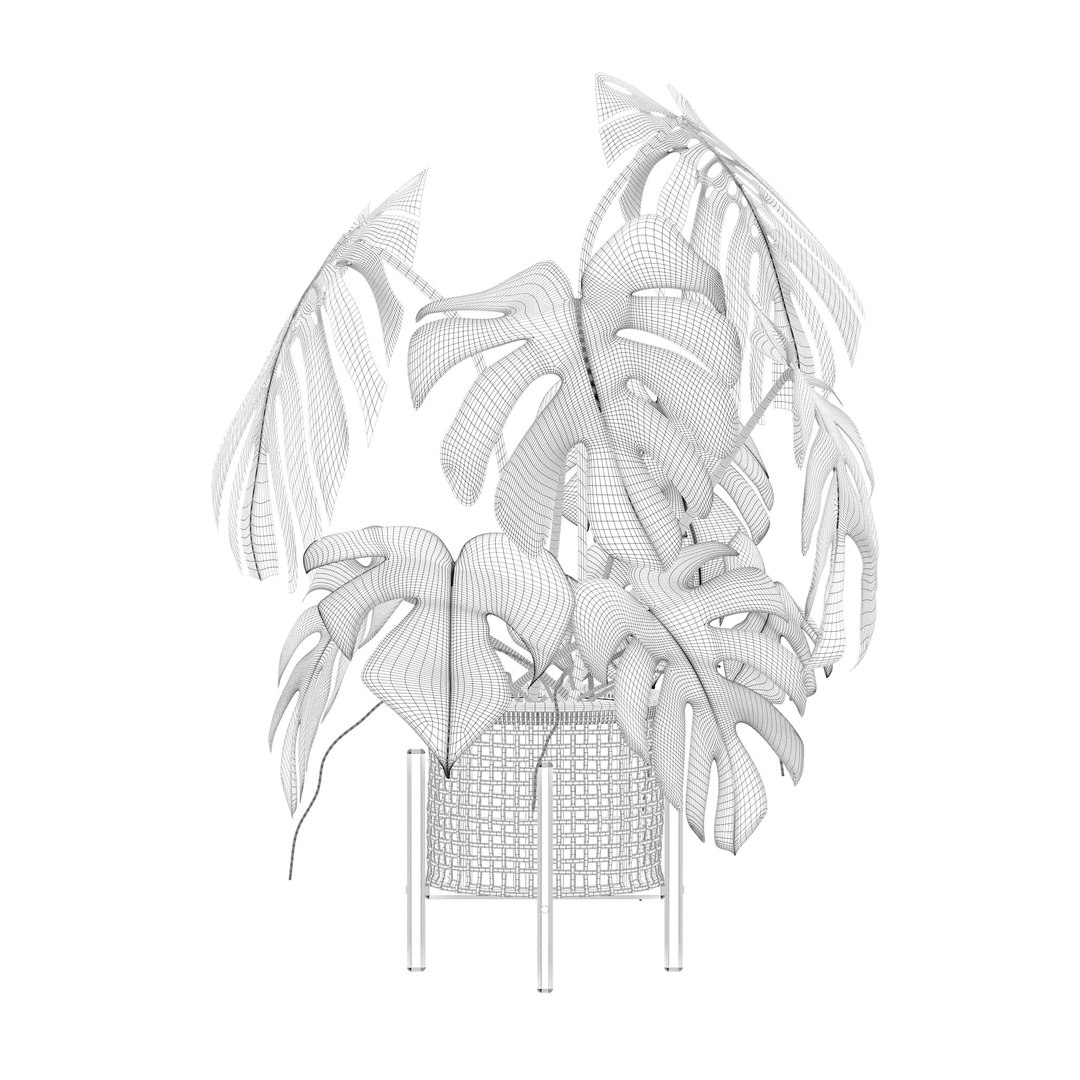 3D Monstera in rattan flower pot https://p.turbosquid.com/ts-thumb/yS/Vgvkdi/OQ/2/jpg/1707237016/1920x1080/fit_q87/aa5fc500f138bf150d7f3a02d0f9c52b4f00bba6/2.jpg