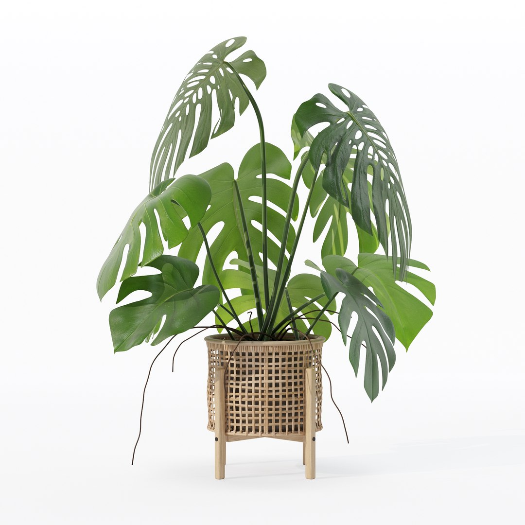 3D Monstera in rattan flower pot https://p.turbosquid.com/ts-thumb/yS/Vgvkdi/S3/80014/jpg/1707237057/1920x1080/fit_q87/bac9febba351b752efe401488a753b5cd64bc337/80014.jpg