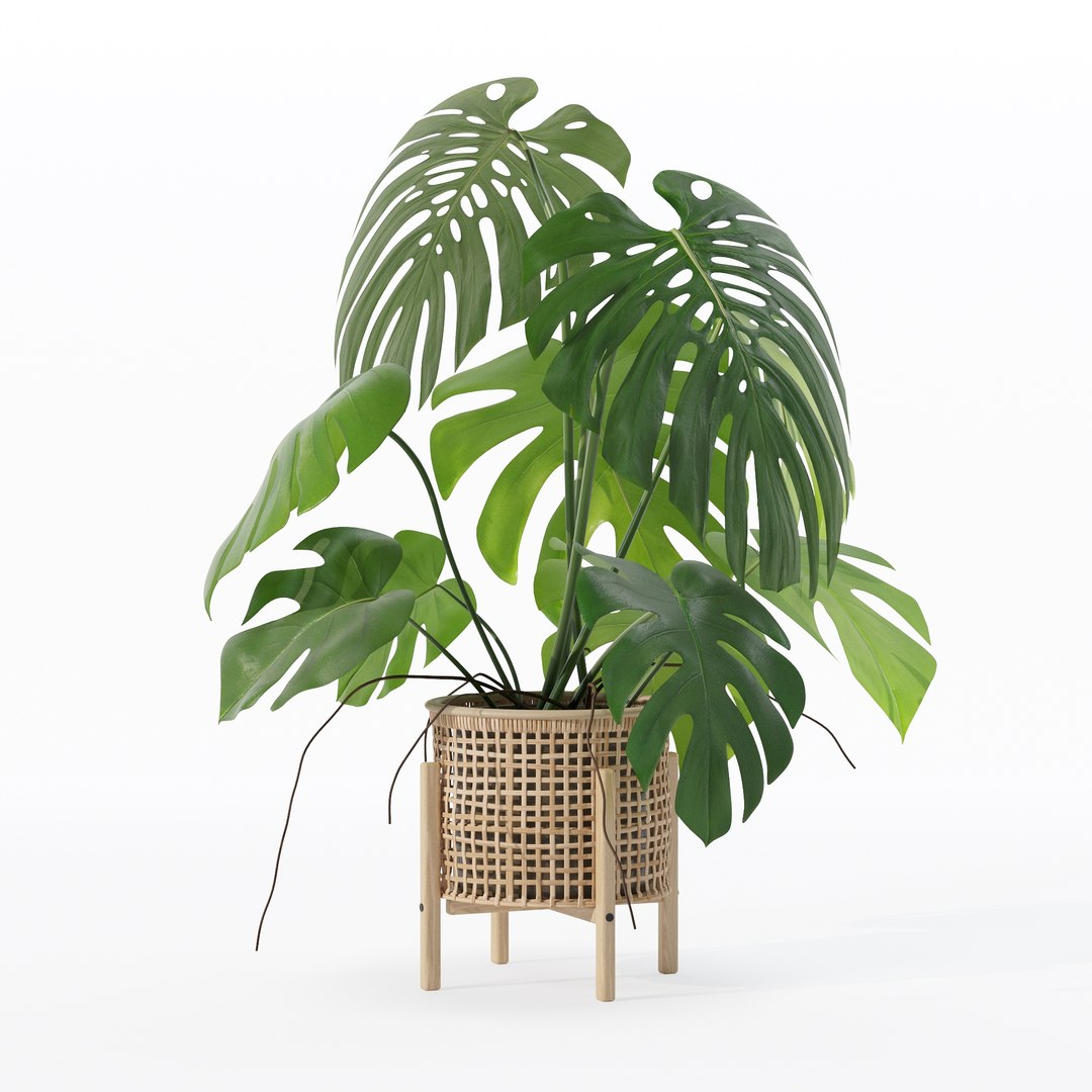 3D Monstera in rattan flower pot https://p.turbosquid.com/ts-thumb/yS/Vgvkdi/ST/80015/jpg/1707237058/1920x1080/fit_q87/5e64f19773333245c7df19e2274bbc6fd4b1a021/80015.jpg