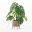 籐植木鉢のモンステラ