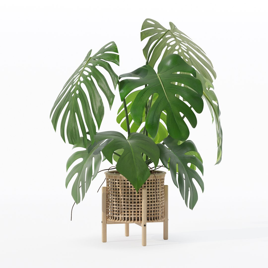3D Monstera in rattan flower pot https://p.turbosquid.com/ts-thumb/yS/Vgvkdi/WC/80021/jpg/1707237065/1920x1080/fit_q87/090bdfd596d7a9cc9b8598812db86044536134b7/80021.jpg