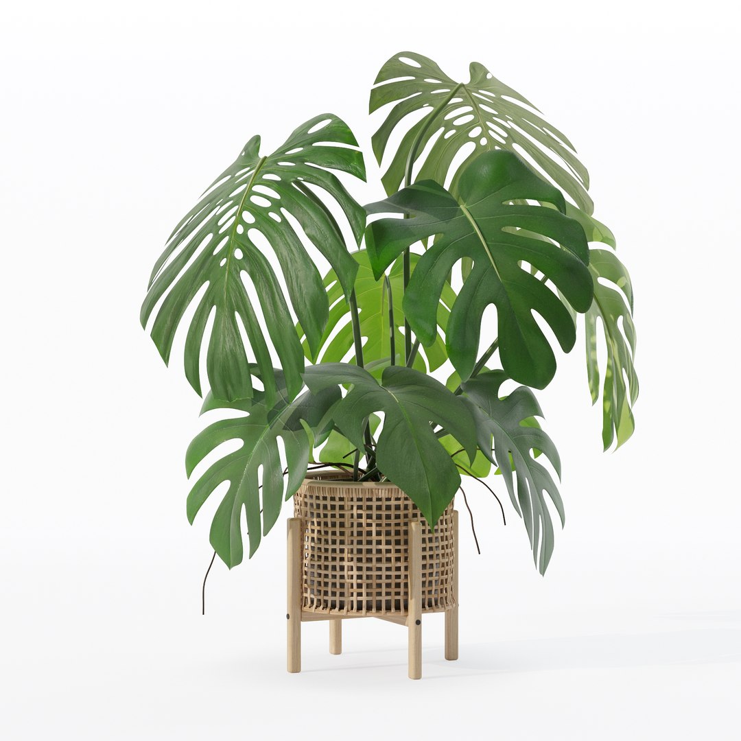 3D Monstera in rattan flower pot https://p.turbosquid.com/ts-thumb/yS/Vgvkdi/WY/80020/jpg/1707237062/1920x1080/fit_q87/7a3b1ad2d86e888592f2d050f26b16eb81cfaae3/80020.jpg