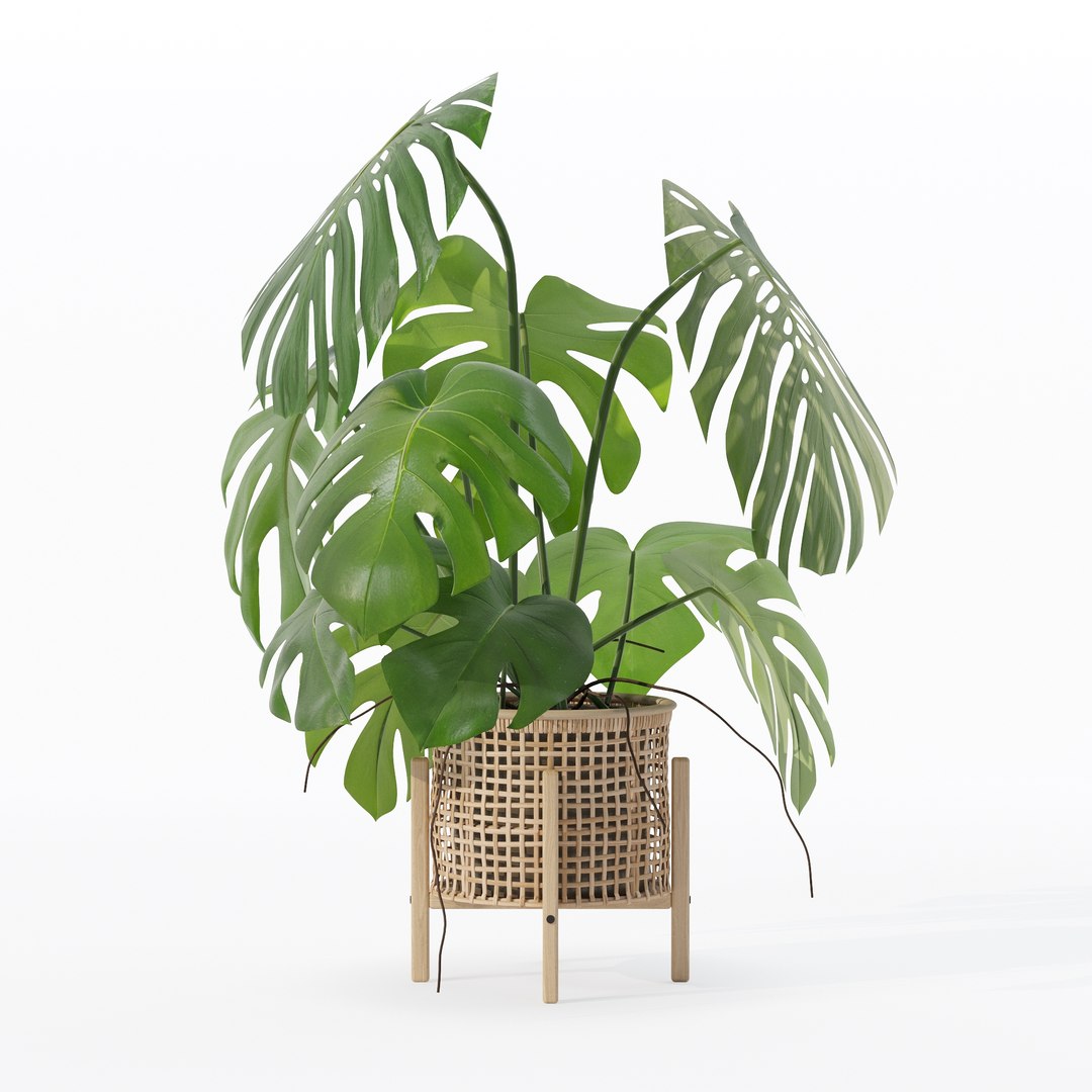 3D Monstera in rattan flower pot https://p.turbosquid.com/ts-thumb/yS/Vgvkdi/YM/80012/jpg/1707237059/1920x1080/fit_q87/ac29d50602d79790761672ccc88020db2bd2bc83/80012.jpg
