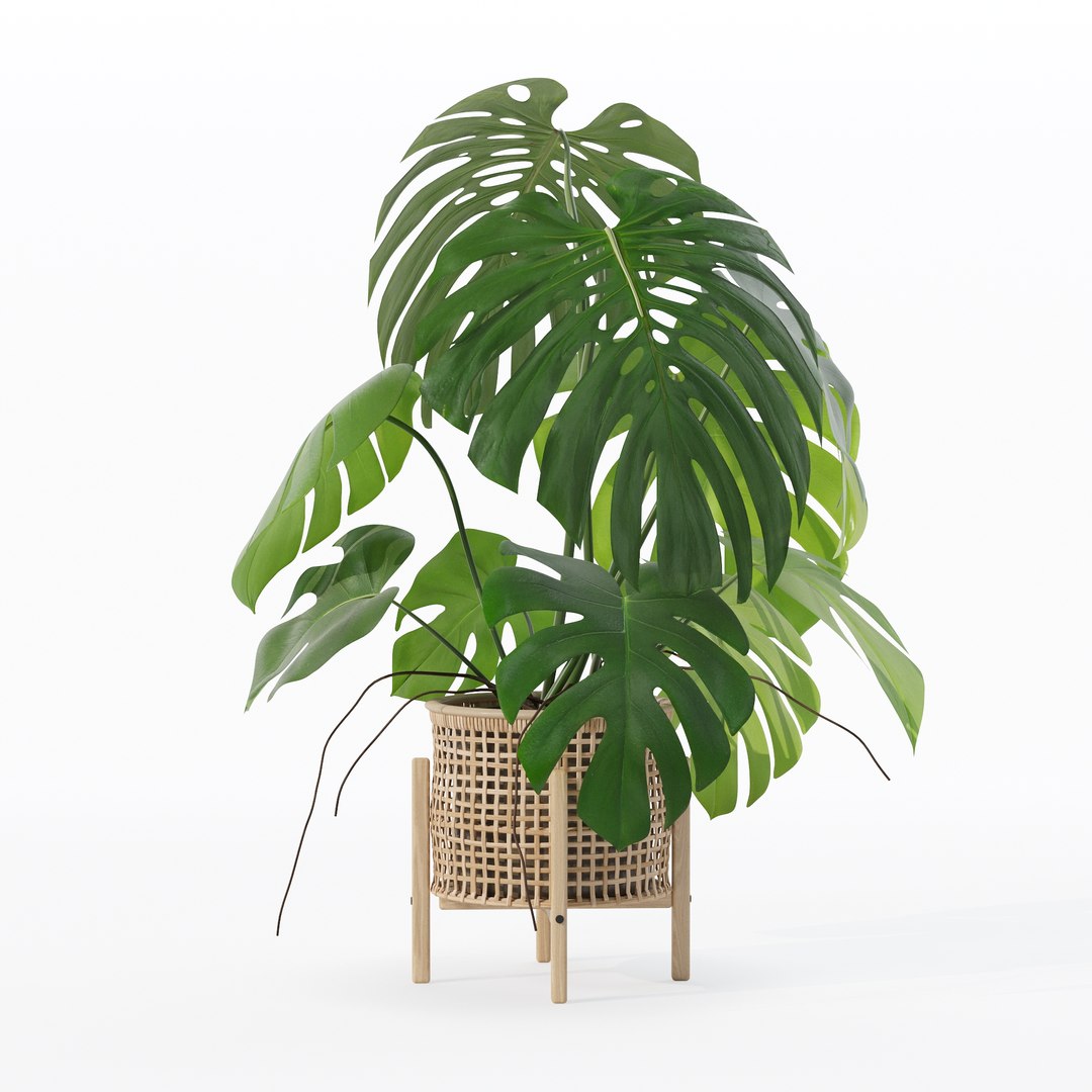 3D Monstera in rattan flower pot https://p.turbosquid.com/ts-thumb/yS/Vgvkdi/Yv/80016/jpg/1707237059/1920x1080/fit_q87/6eca63ef54febcc1a1e9858a32ece174b02857ae/80016.jpg