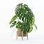 籐植木鉢のモンステラ