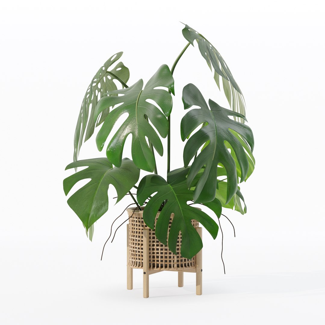3D Monstera in rattan flower pot https://p.turbosquid.com/ts-thumb/yS/Vgvkdi/ZU/80004/jpg/1707237045/1920x1080/fit_q87/60a0670dc592673c2caf9243380d4626f3fc2abc/80004.jpg
