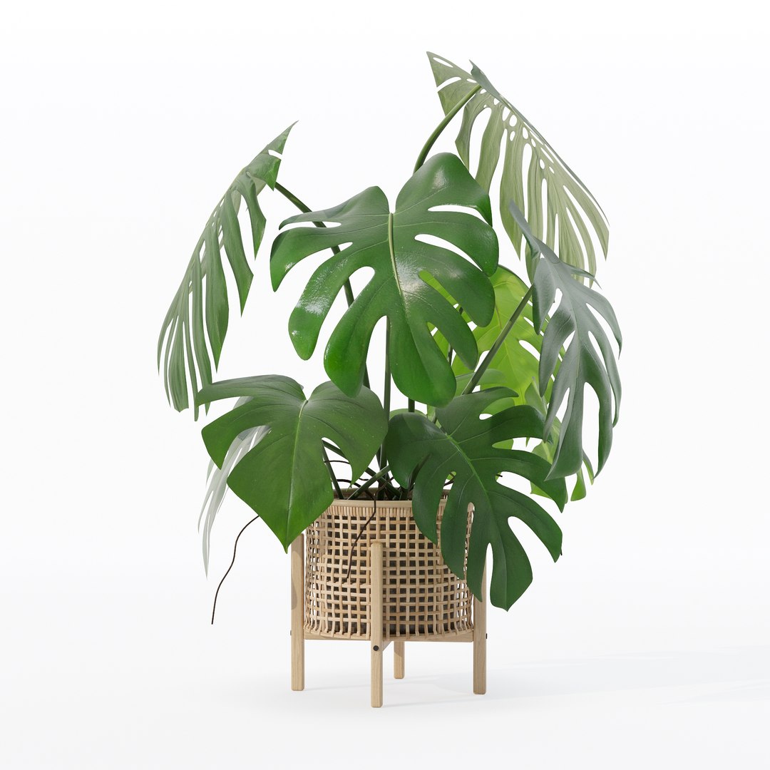 3D Monstera in rattan flower pot https://p.turbosquid.com/ts-thumb/yS/Vgvkdi/bQ/80002/jpg/1707237047/1920x1080/fit_q87/5fa850aa2066038a2f415f34f7e92963dc98572e/80002.jpg
