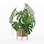 籐植木鉢のモンステラ