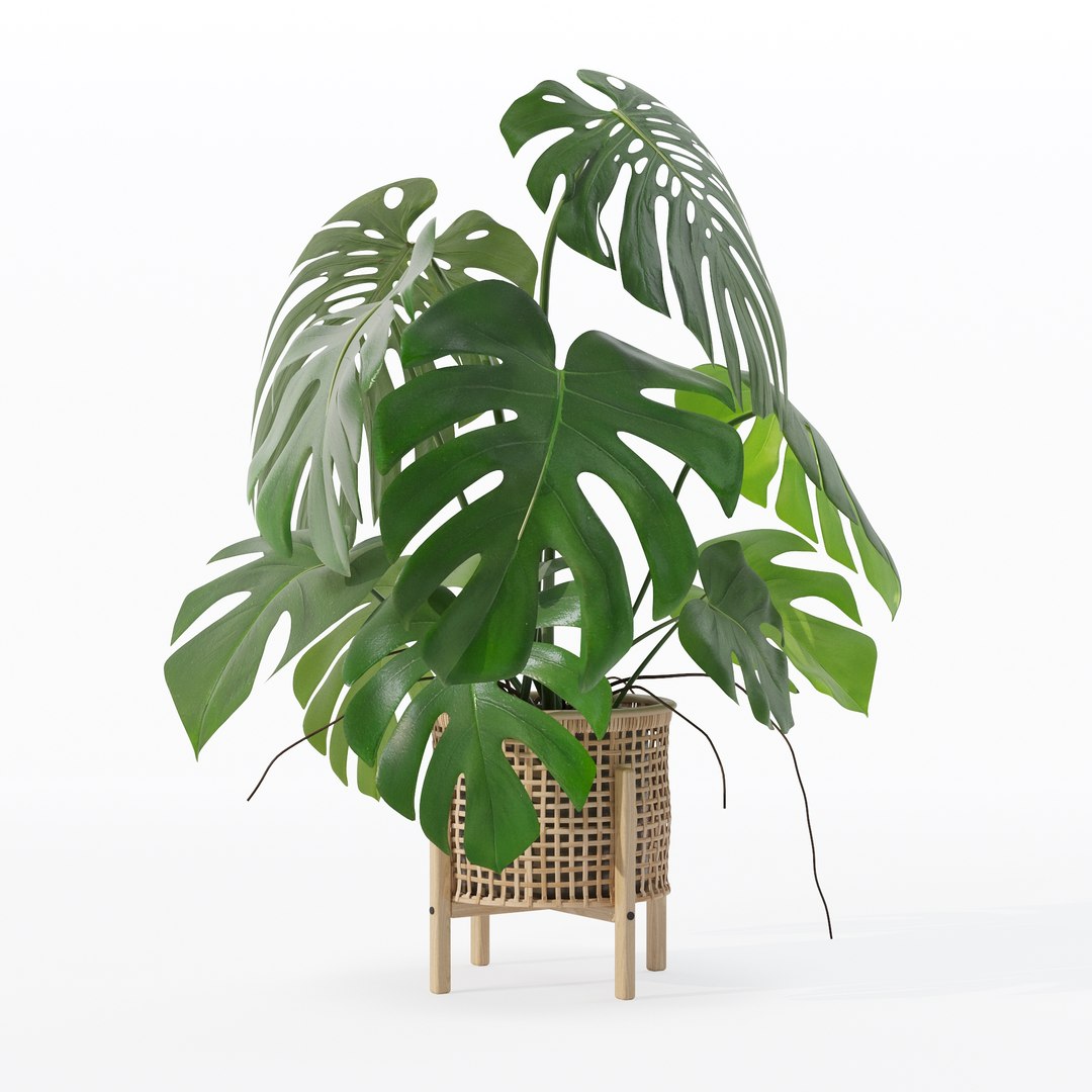 3D Monstera in rattan flower pot https://p.turbosquid.com/ts-thumb/yS/Vgvkdi/e3/80006/jpg/1707237048/1920x1080/fit_q87/a9747c1db7c393849dc1b7279ef9eb53d76e88a1/80006.jpg