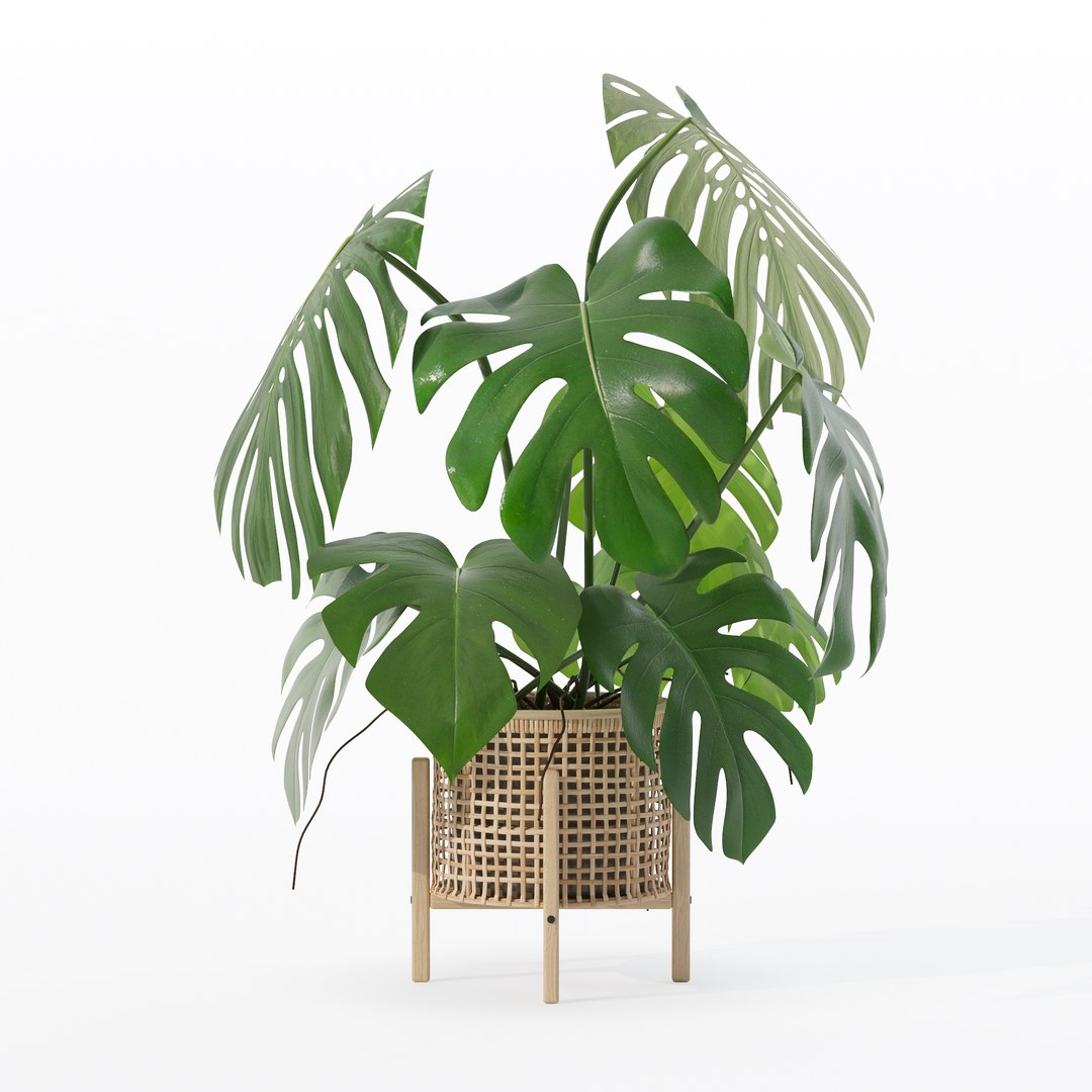 3D Monstera in rattan flower pot https://p.turbosquid.com/ts-thumb/yS/Vgvkdi/iK/80000/jpg/1707237044/1920x1080/fit_q87/f837b6fe5c062fe4704005e66a9385c3eb01cb8f/80000.jpg