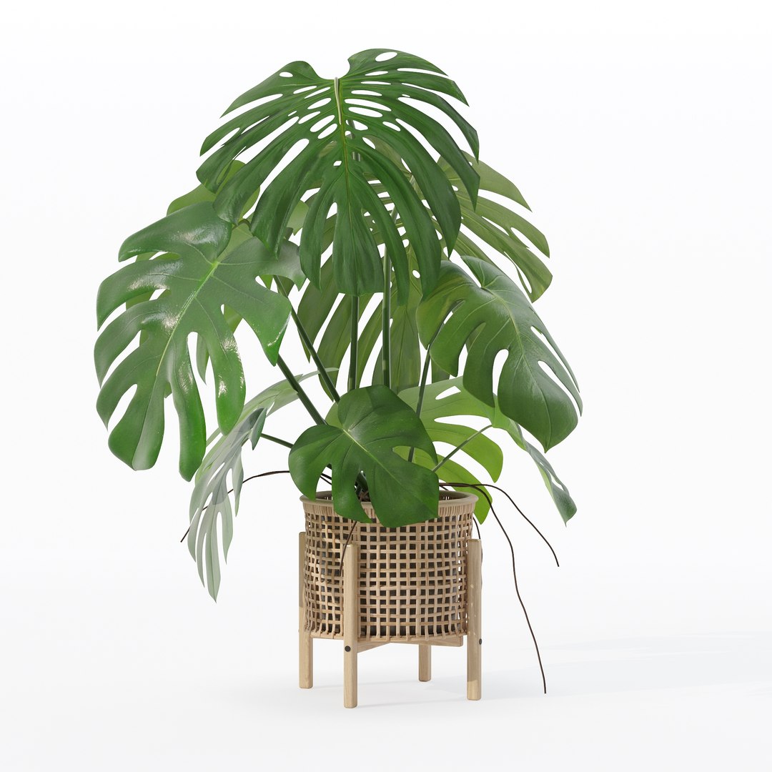 3D Monstera in rattan flower pot https://p.turbosquid.com/ts-thumb/yS/Vgvkdi/ld/80009/jpg/1707237052/1920x1080/fit_q87/e996cb101891941cb47d542f3c6c27fb541de743/80009.jpg