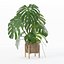 籐植木鉢のモンステラ