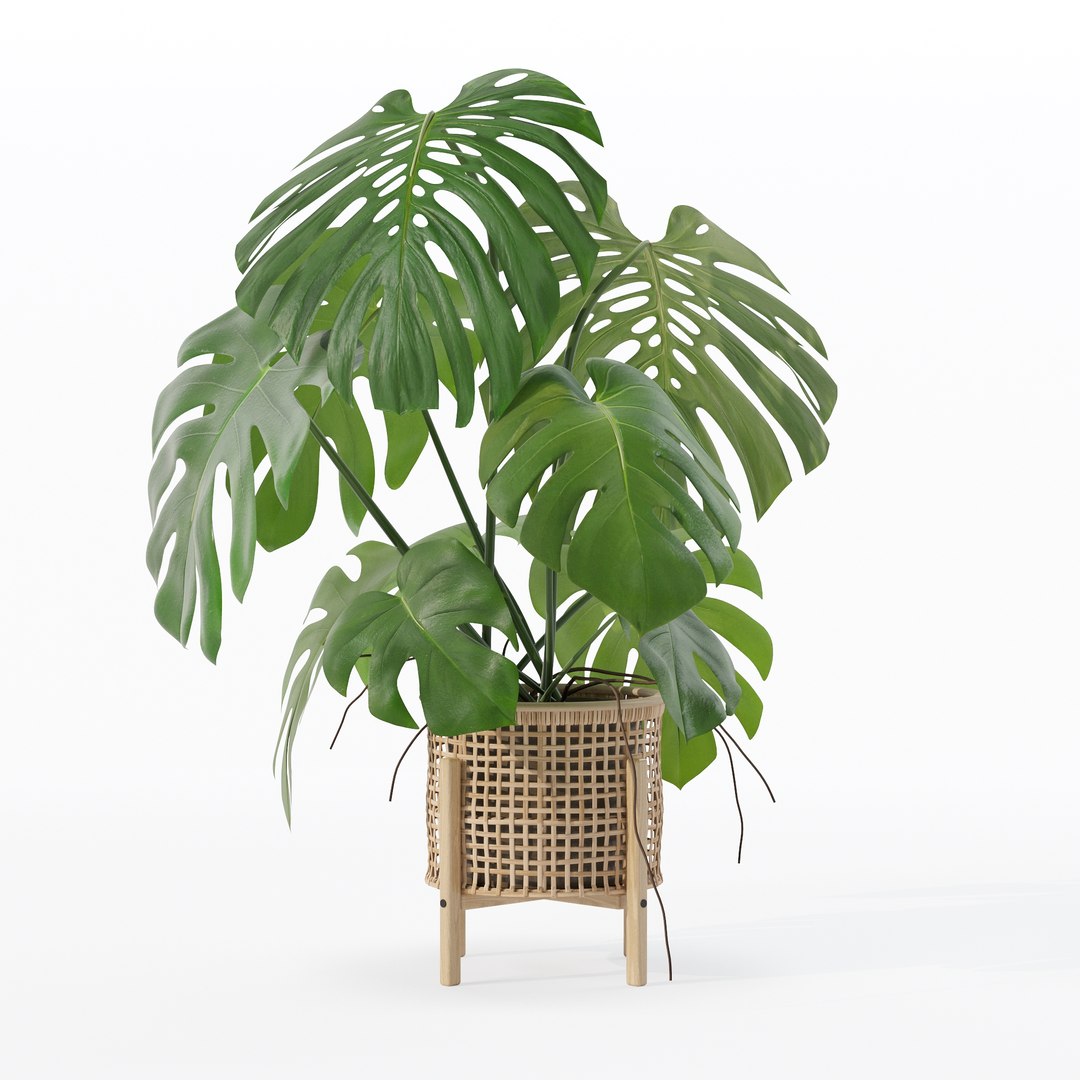 3D Monstera in rattan flower pot https://p.turbosquid.com/ts-thumb/yS/Vgvkdi/q6/80010/jpg/1707237051/1920x1080/fit_q87/a1fae6b76eb67565a57bbea914d85a6cdc5c54d8/80010.jpg