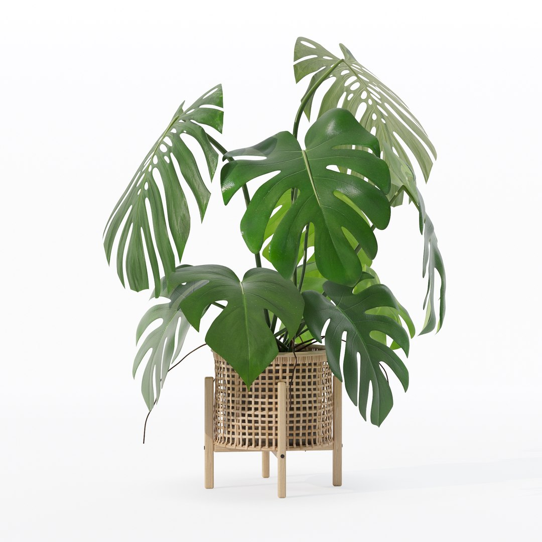 3D Monstera in rattan flower pot https://p.turbosquid.com/ts-thumb/yS/Vgvkdi/qL/80022/jpg/1707237065/1920x1080/fit_q87/b4617440750e7234ff2a3132cae8ca0ce958c1f2/80022.jpg
