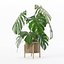 籐植木鉢のモンステラ