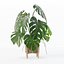 籐植木鉢のモンステラ