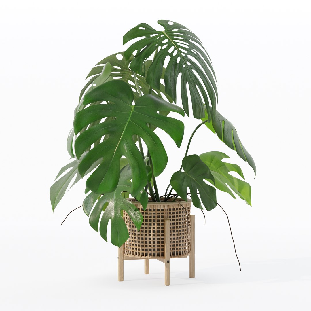 3D Monstera in rattan flower pot https://p.turbosquid.com/ts-thumb/yS/Vgvkdi/tr/80007/jpg/1707237051/1920x1080/fit_q87/82956265d9e6568248a4d58a34048e50d0a73076/80007.jpg