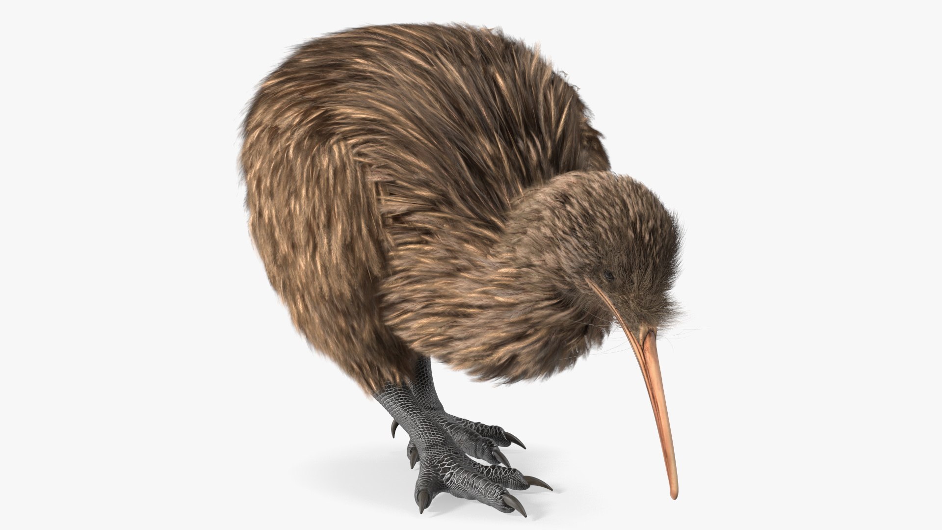 Cute Kiwi Bird Fur 3D https://p.turbosquid.com/ts-thumb/yS/edBO4i/Ci/cutekiwibirdfurc4dmodel010/jpg/1690940284/1920x1080/fit_q87/6b72501fa963541694c0e97da606b2a7660c0ff0/cutekiwibirdfurc4dmodel010.jpg