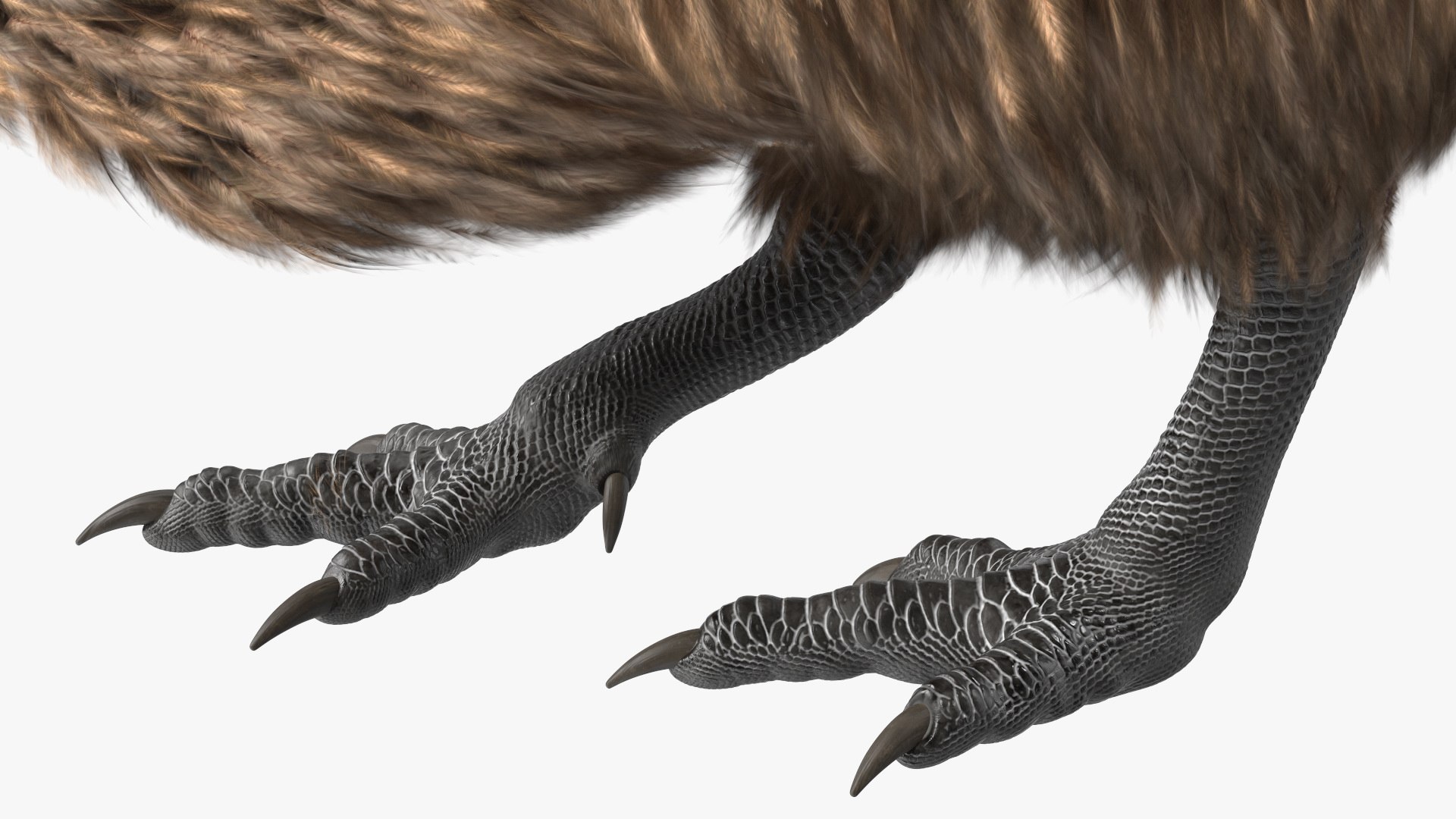 Cute Kiwi Bird Fur 3D https://p.turbosquid.com/ts-thumb/yS/edBO4i/H0/cutekiwibirdfurc4dmodel015/jpg/1690940303/1920x1080/fit_q87/d4a2d39c131bf148b3a0c217d0f129cf24062a13/cutekiwibirdfurc4dmodel015.jpg