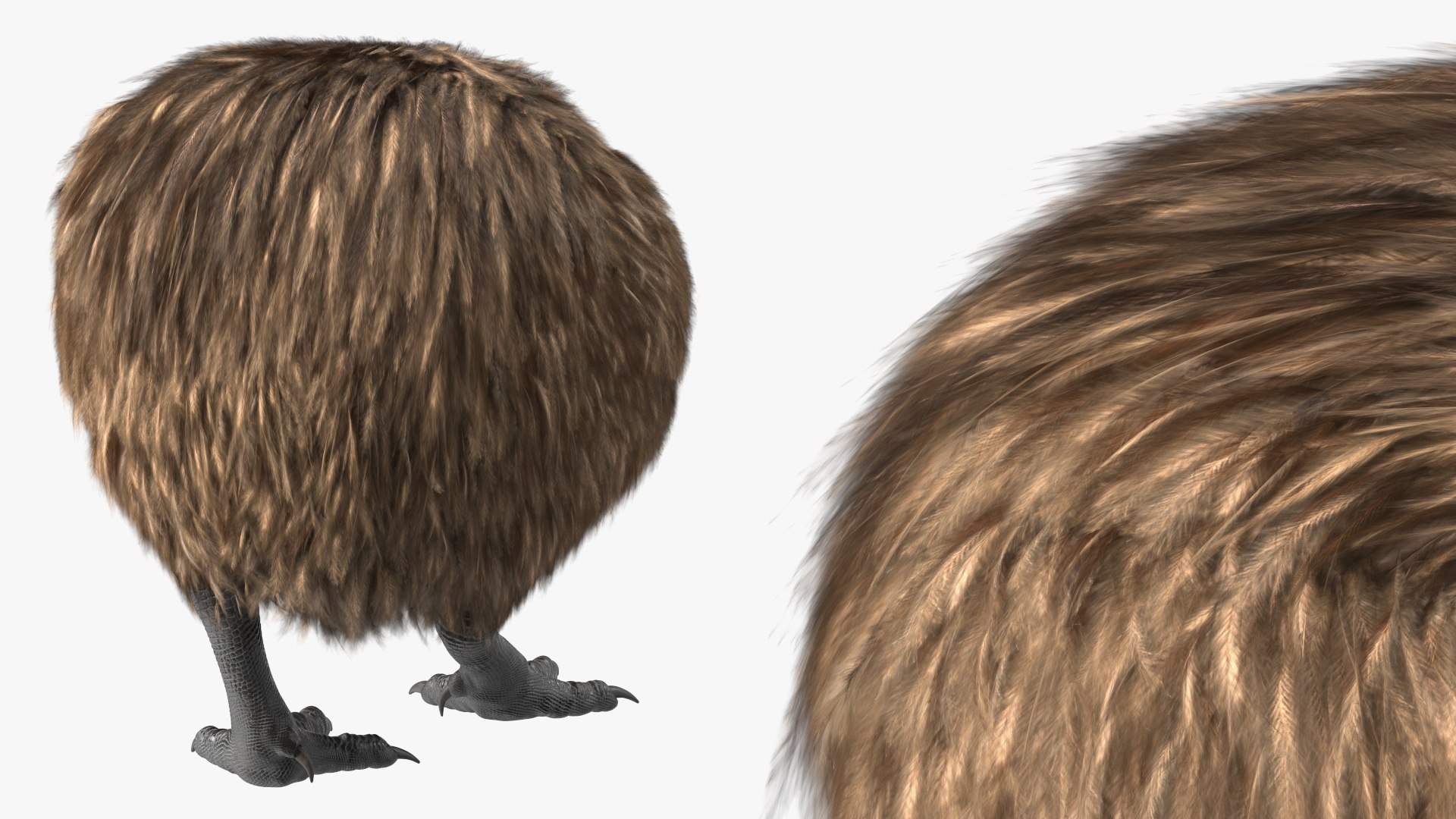 Cute Kiwi Bird Fur 3D https://p.turbosquid.com/ts-thumb/yS/edBO4i/p9/cutekiwibirdfurc4dmodel012/jpg/1690940291/1920x1080/fit_q87/188000bee5789fc5e8230808de2da4d42c41247d/cutekiwibirdfurc4dmodel012.jpg
