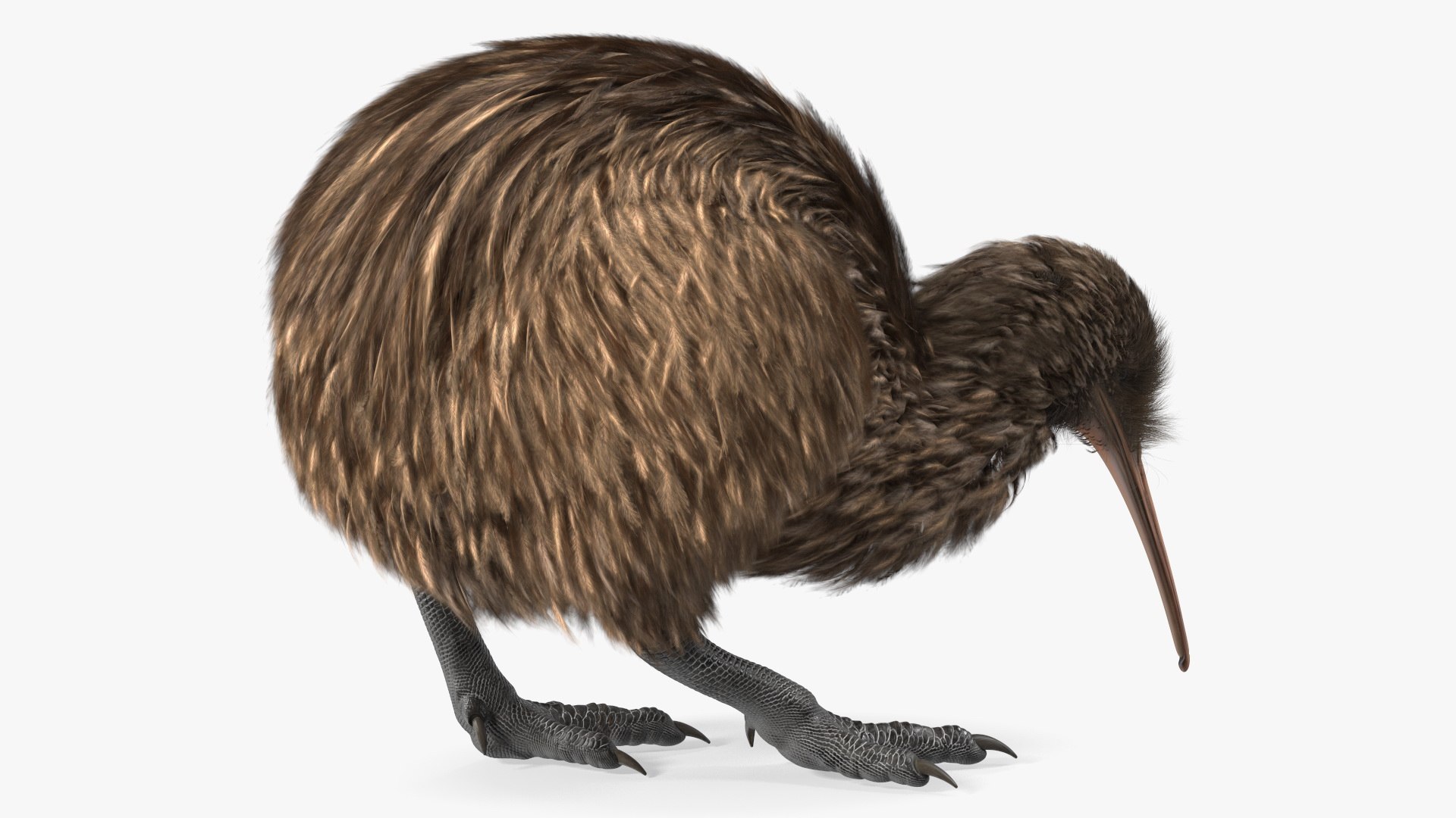Cute Kiwi Bird Fur 3D https://p.turbosquid.com/ts-thumb/yS/edBO4i/tY/cutekiwibirdfurc4dmodel011/jpg/1690940288/1920x1080/fit_q87/66a52569962cf258d3e83515536d20bed1eb589b/cutekiwibirdfurc4dmodel011.jpg