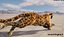 leopardo