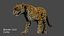 leopardo