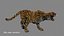leopardo