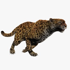 leopard