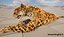 leopardo