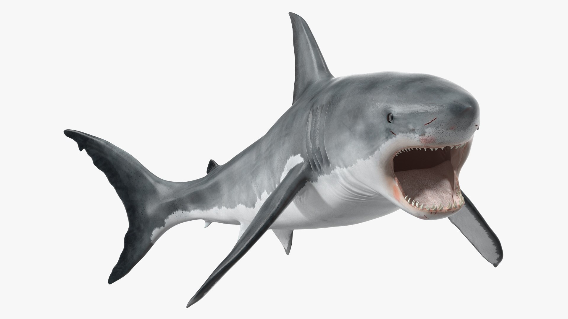 Sharks Rigged Collection 3D model preview