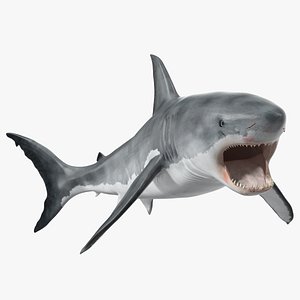 Great White Shark Blood Stained Rigged