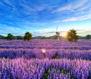 3D fantasy lavender fields