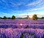 Campos de lavanda