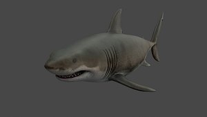 great white shark 3D model