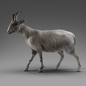 3D Goat 02 Rigged in Blender